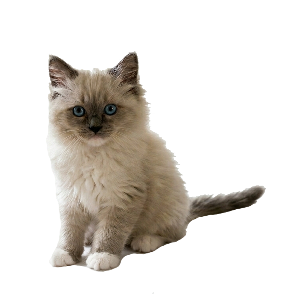 kitten ragdoll2